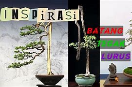 Bonsai Serut Batang Kecil Lurus