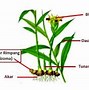 Gambar Perkembangbiakan Dengan Cara Stolon